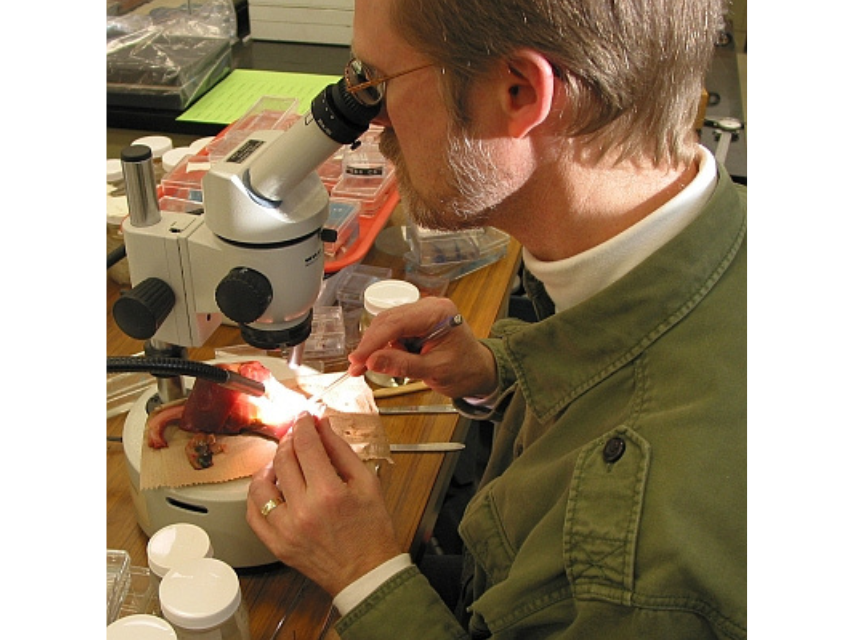 An individual sitting at a desk looking at the internal organs of an owl through a microscope.