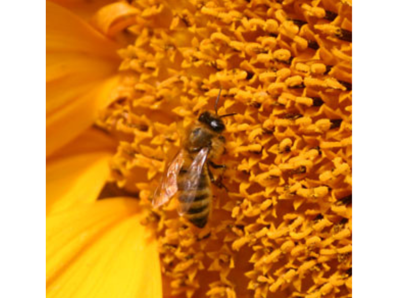 Close up on a black and yellow striped bee on the orange centre of a sunflower.