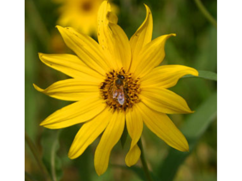 A flower with yellow petals, slightly curling at the edges, with an orange-brown centre on which there is a black and yellow striped bee.