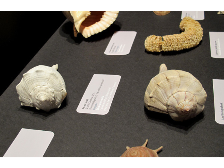 Close up of several specimens in a display case including a white Busycon specimen to the centre left.
