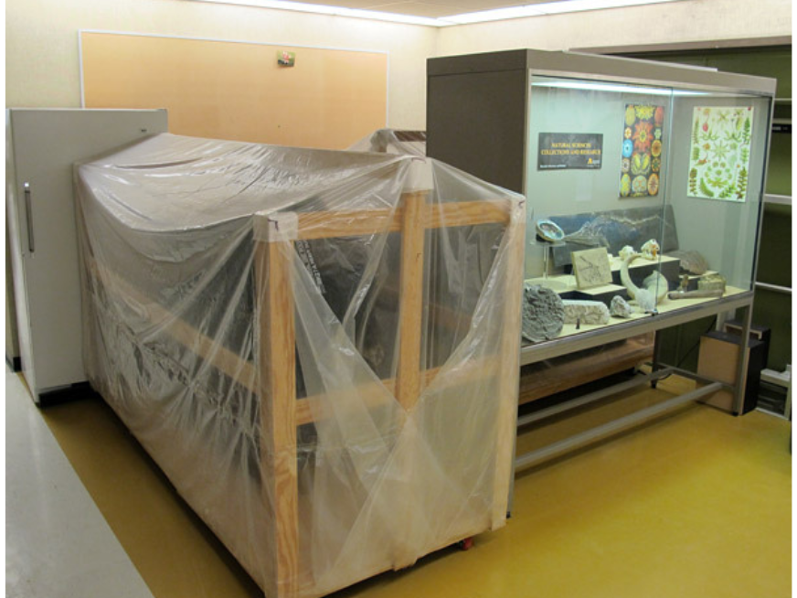 A specimen display case positioned in front of a specimen freezer and next to a mounted muskox specimen on a wrapped cart.