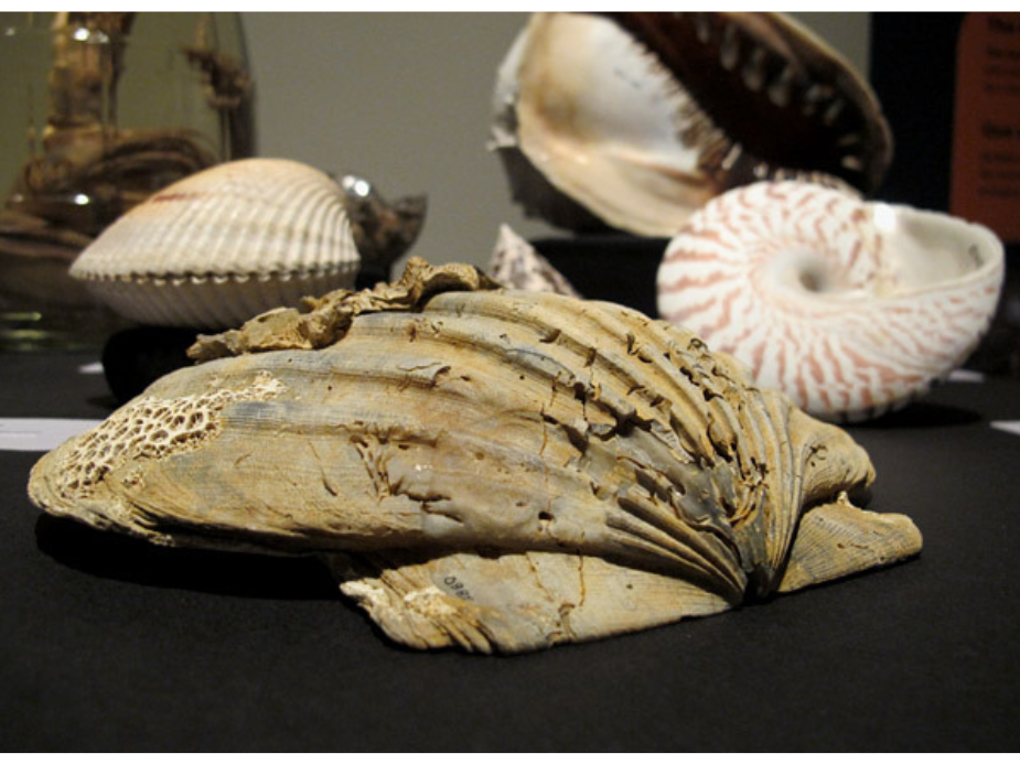 Close-up on a vaguely circular shell with punctures and gashes in the exterior shell.