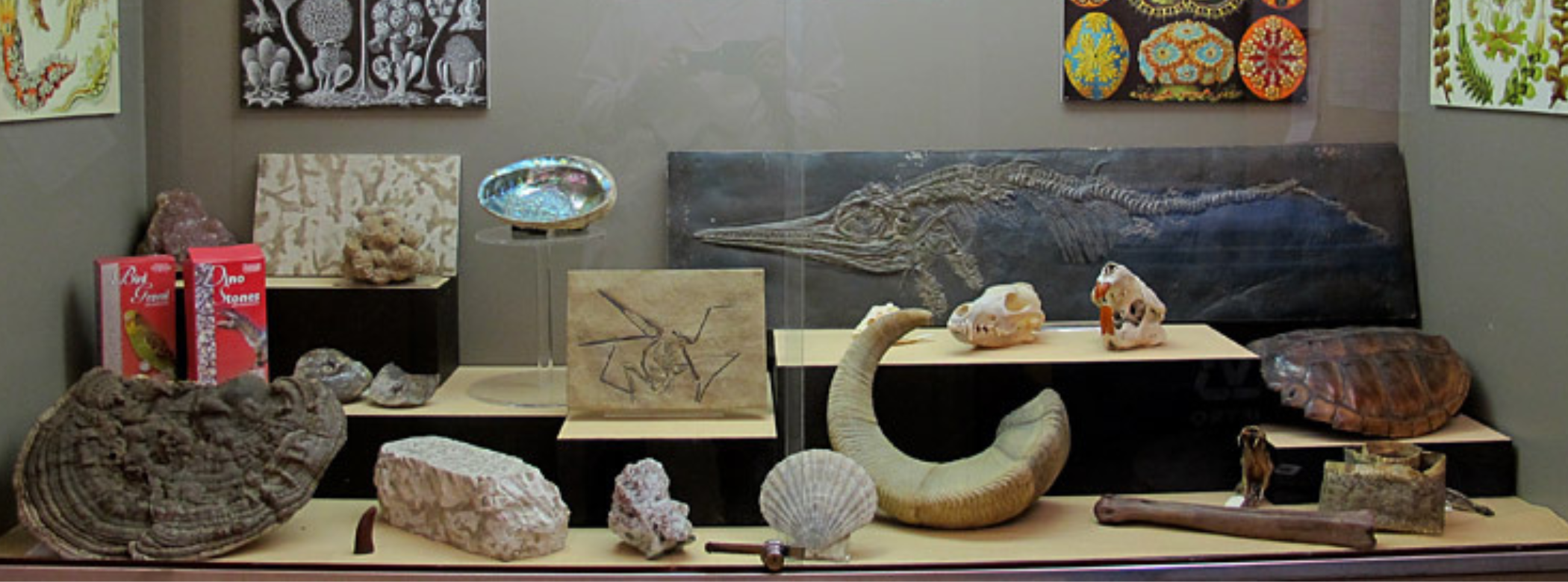 A display case filled with palaeontological specimens and posters.