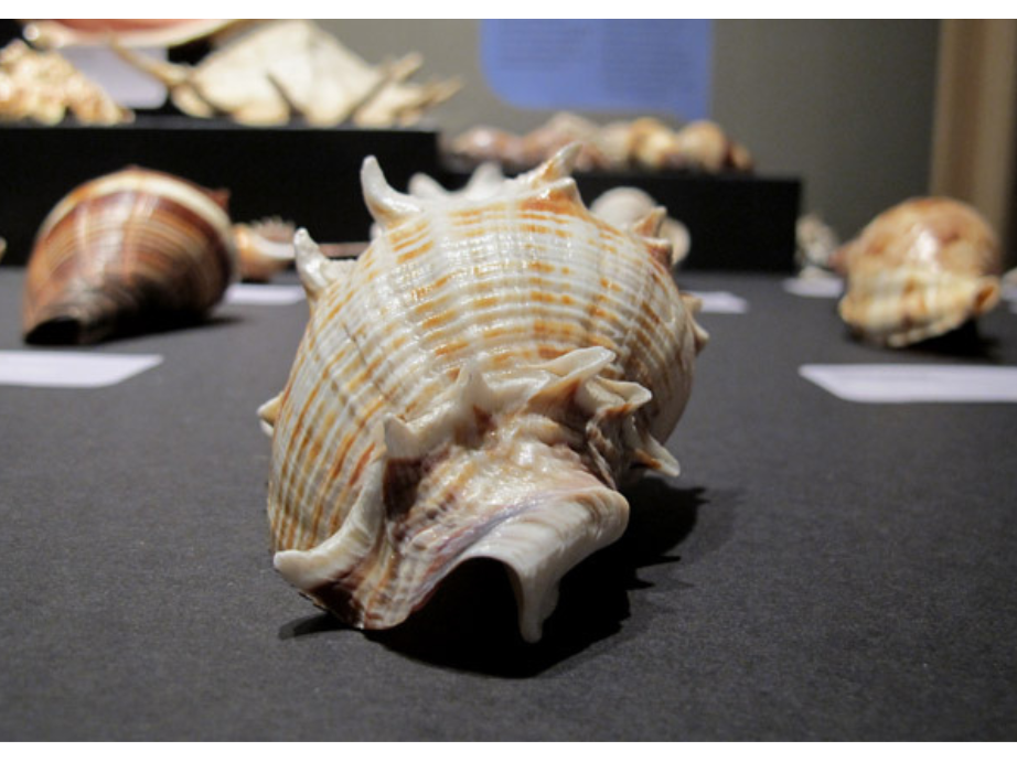 Close-up on a King's crown conch shell with orange and white stripes, and spikes around it at either end.