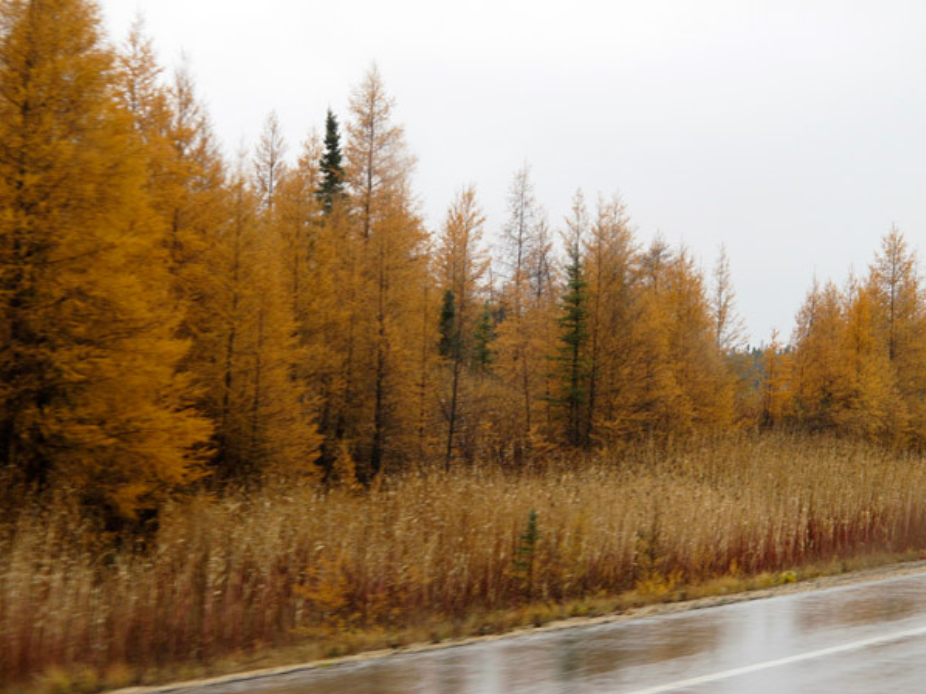 Bright orange trees growing on the roadside on a rainy day.