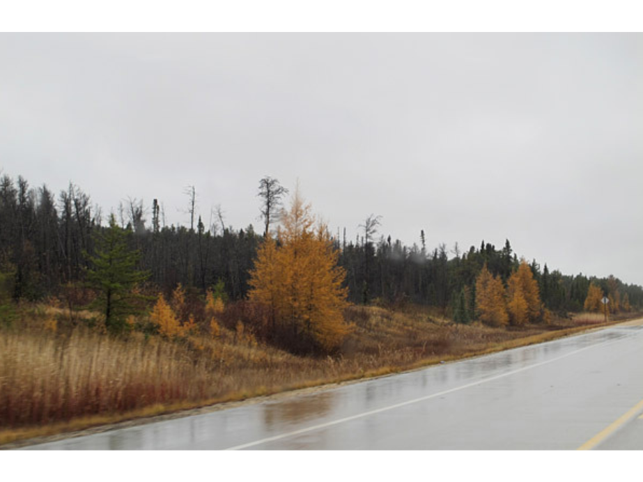 Trees on the road side, some bare and some with remnants of autumn colours. The sky is grey and the road wet with rain.