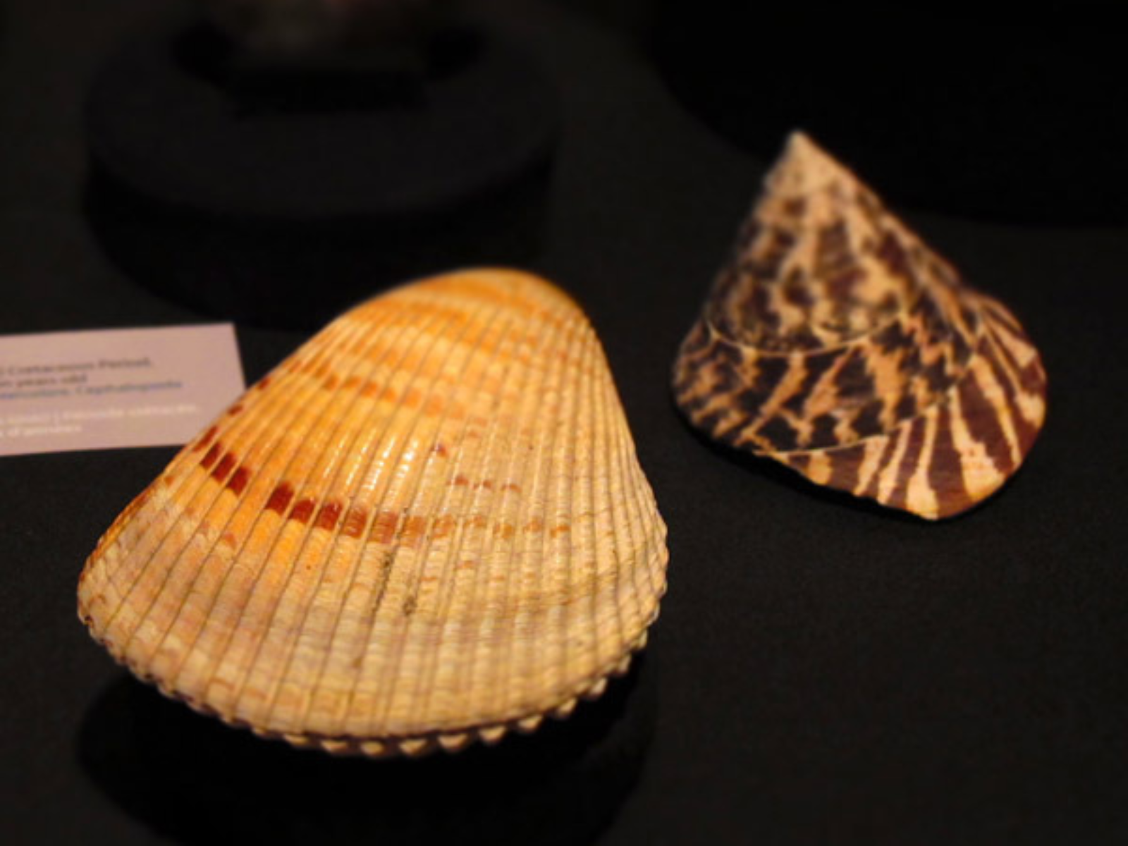 Two mollusc soecimens, one of which is round and flatter with a textured surfance, the other is smoother and a more conical shape with dark and light stripes.