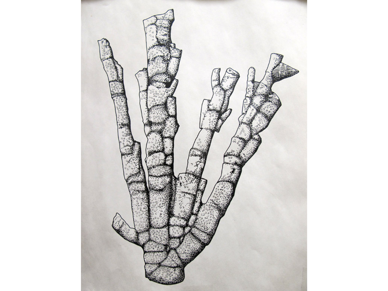 A pen and ink sketch of a coral with four branches reaching upwards.