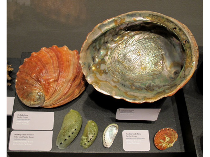 A display case with six abalones specimens. The back two, an opalescent one and an orange one, are both very large.