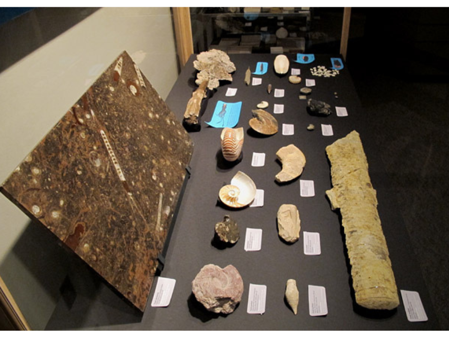 Contents of an exhibit case displaying rows of cephalopod specimens.