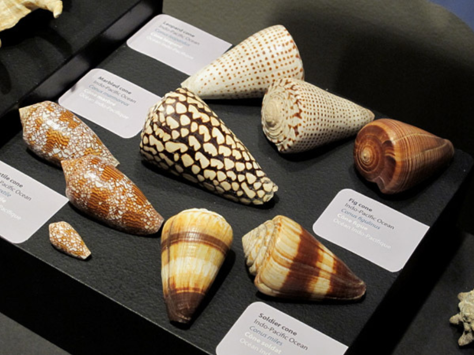 Nine smooth, cone-shaped shells of varying colours.