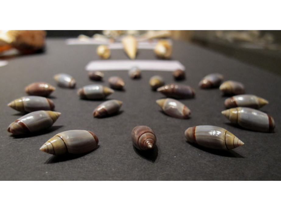 Twenty small pellet-shaped shells laid out in two concentric circles.