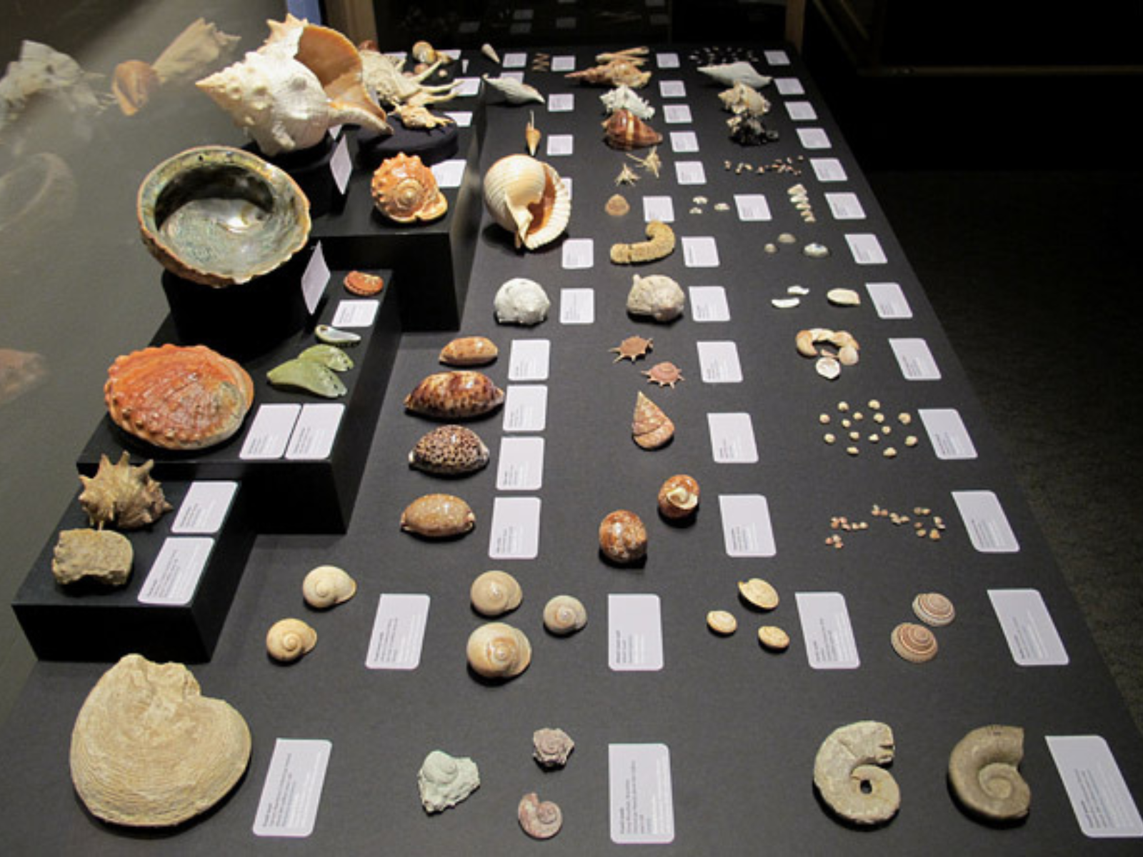 Contents of an exhibit case displaying rows of Gastropod specimens.