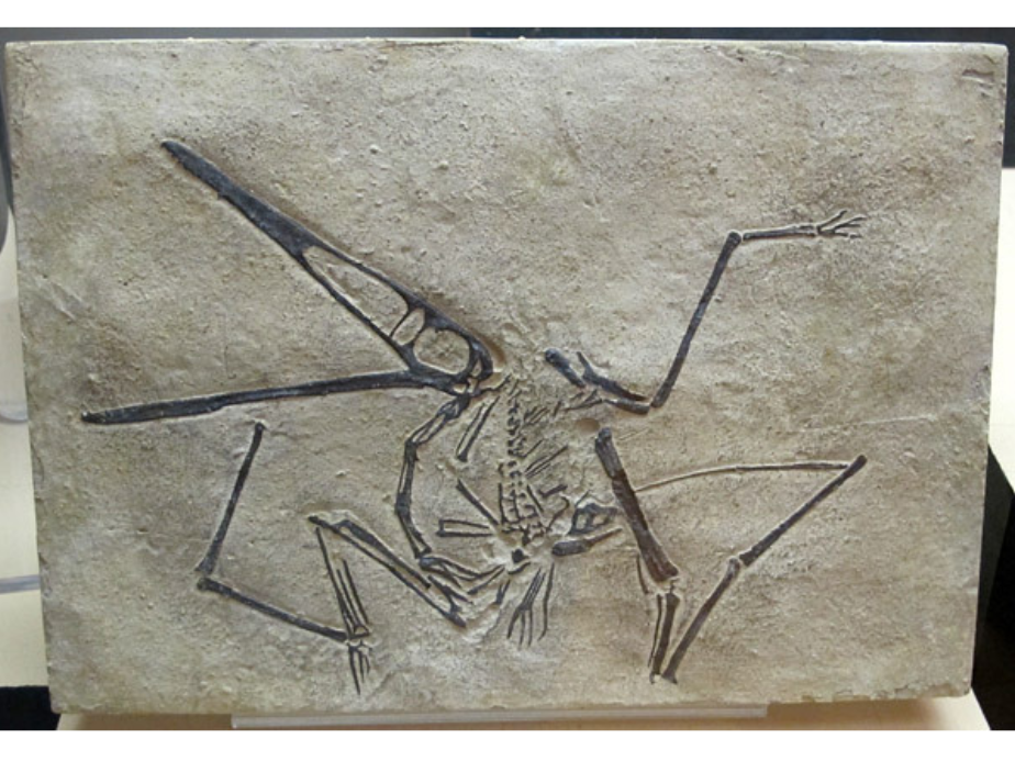 A replica fossil of a pterosaur in stone.