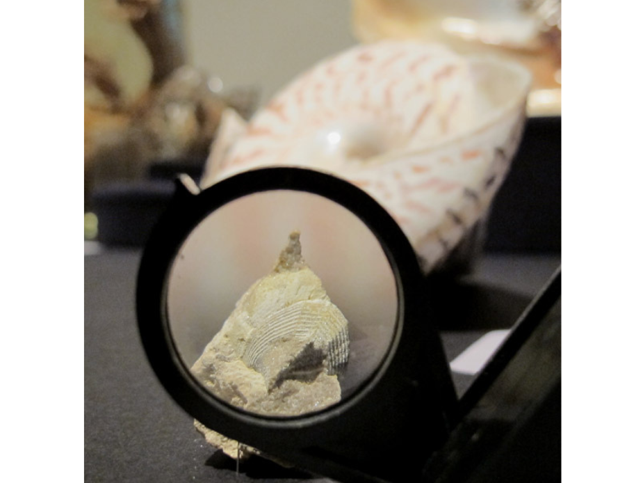 View through a circular magnifier focused on a fossil specimen in a section of rock.