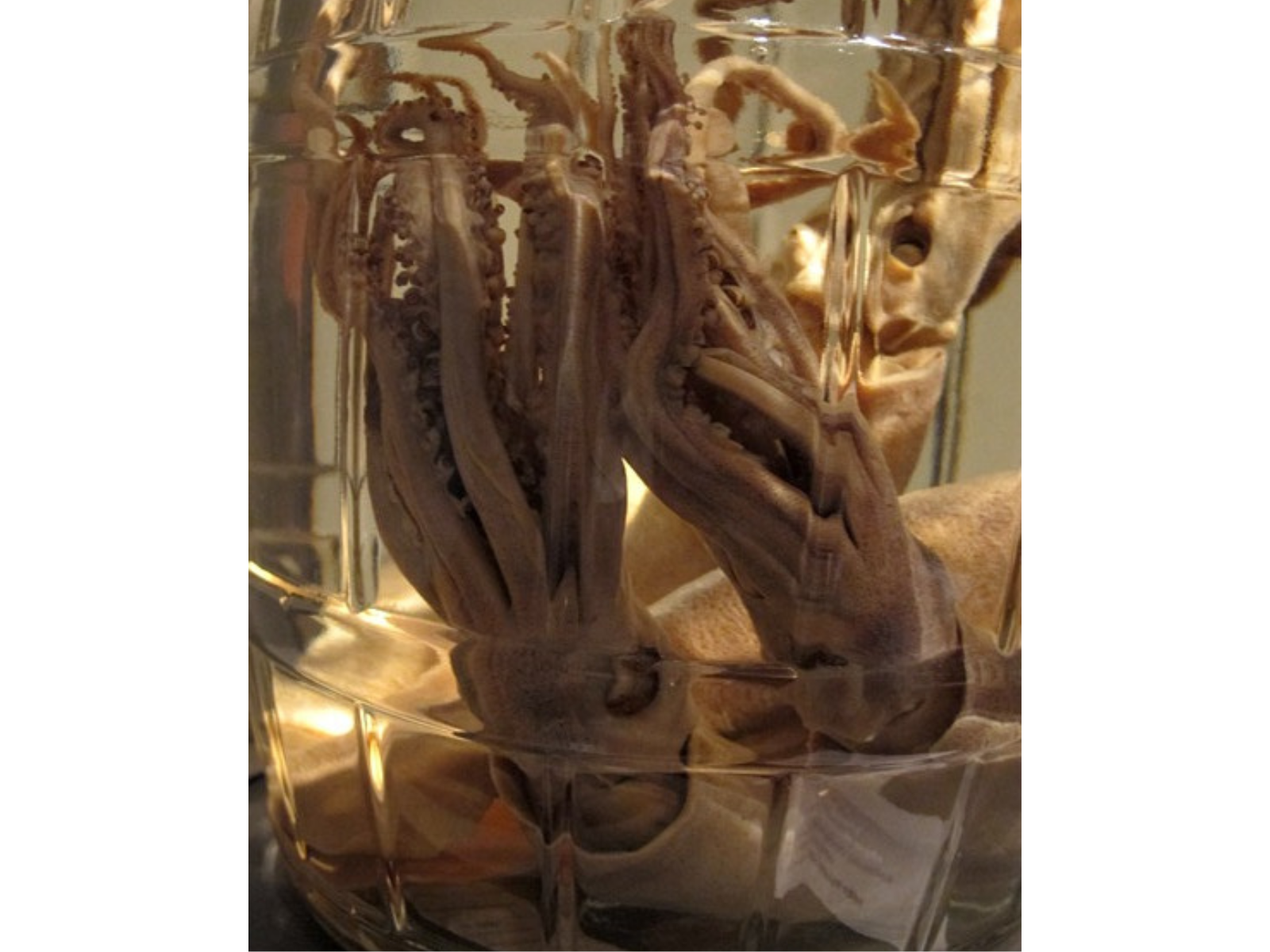 Two squid specimens preserved in a jar through wet preserving.