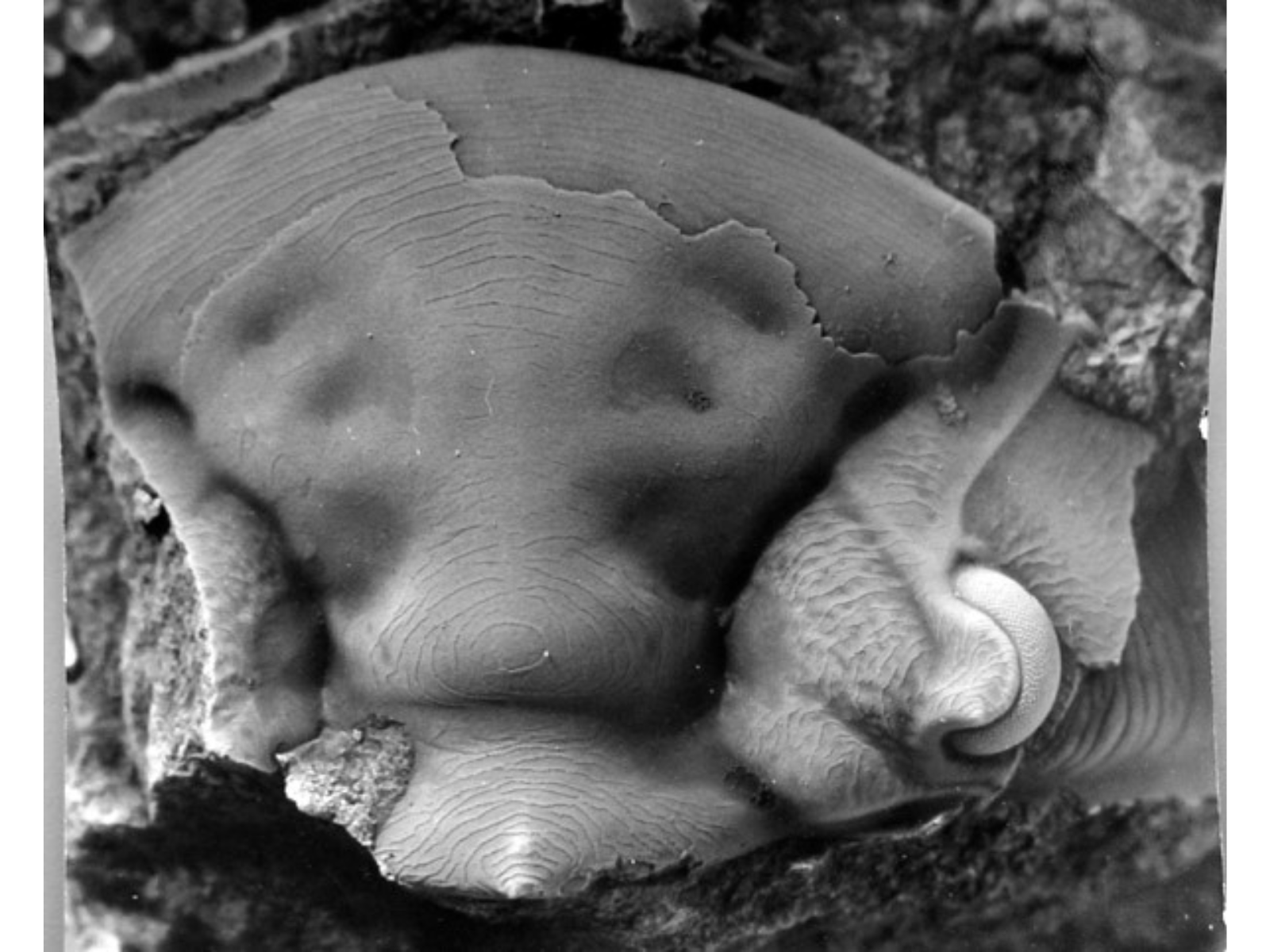 The half moon shape of a fossilized trilobite head.