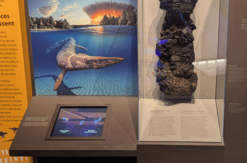 A section of brown to black rock is displayed in a case, with an arrow pointing to the layer representing the boundary layer. To the left, an image of a large marine reptile swimming in front of an advancing debris could from the asteroid impact.