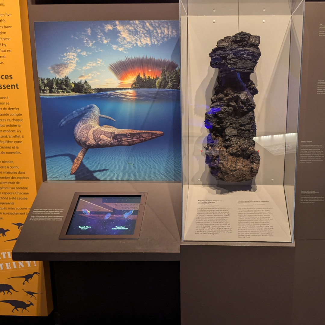 A section of brown to black rock is displayed in a case, with an arrow pointing to the layer representing the boundary layer. To the left, an image of a large marine reptile swimming in front of an advancing debris could from the asteroid impact.