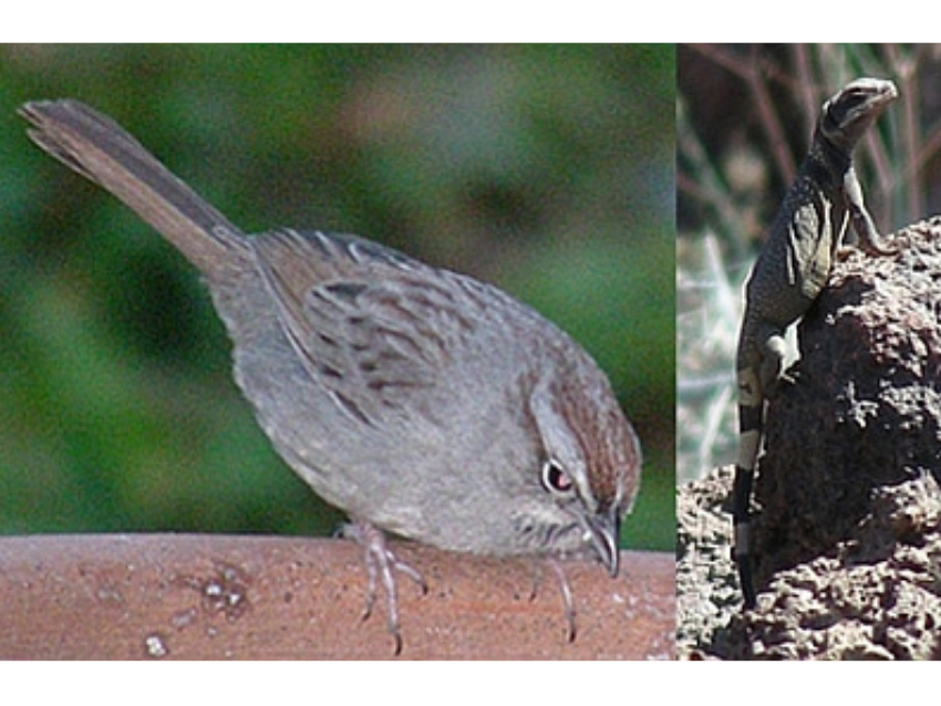 Two photos side by side. On the left a small bird on a perch. On the right, a lizard on a small rock.