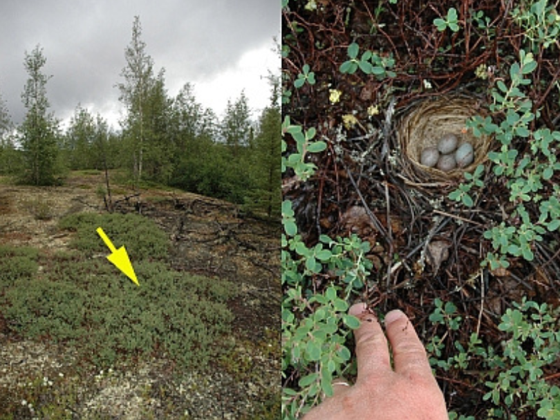 Two photos, side-by-side. On the left, a photo of a landscape with low-growing green and brown foliage in front of evergreen trees. On the right, a hand draws aside foliage to reveal a small nest with four blue eggs.