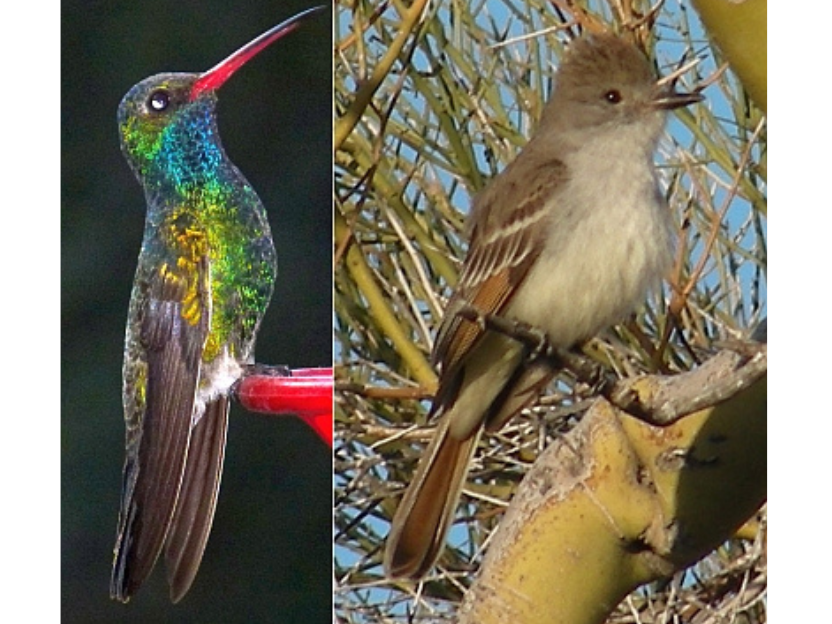 Two photos side-by-side. On the lfet a brightly coloured bird with a red beak and on a red perch. On the right, a small fluffy headed brown bird on a branch.
