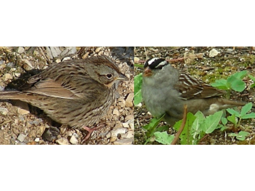 Two photos, side-by-side, of small brown birds on the ground amongst foliage.