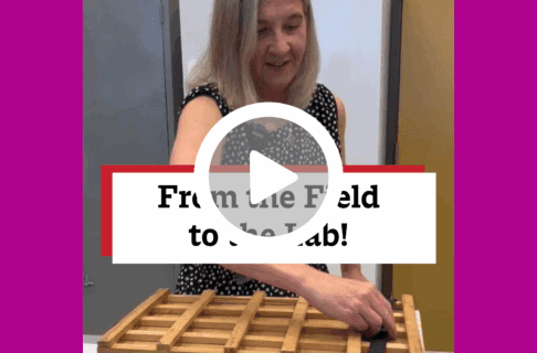 A screenshot of a video, an individual opening a plant press in a collections lab. There's a play button over the screenshot and overlaid text reads, "From the Field to the Lab!".