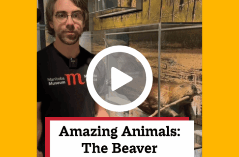 A screenshot of a video, an individual stands beside a taxidermized beaver in a display case in the Boreal Forest Corridor. There's a play button over the screenshot and overlaid text reads, "Amazing Animals: The Beaver".