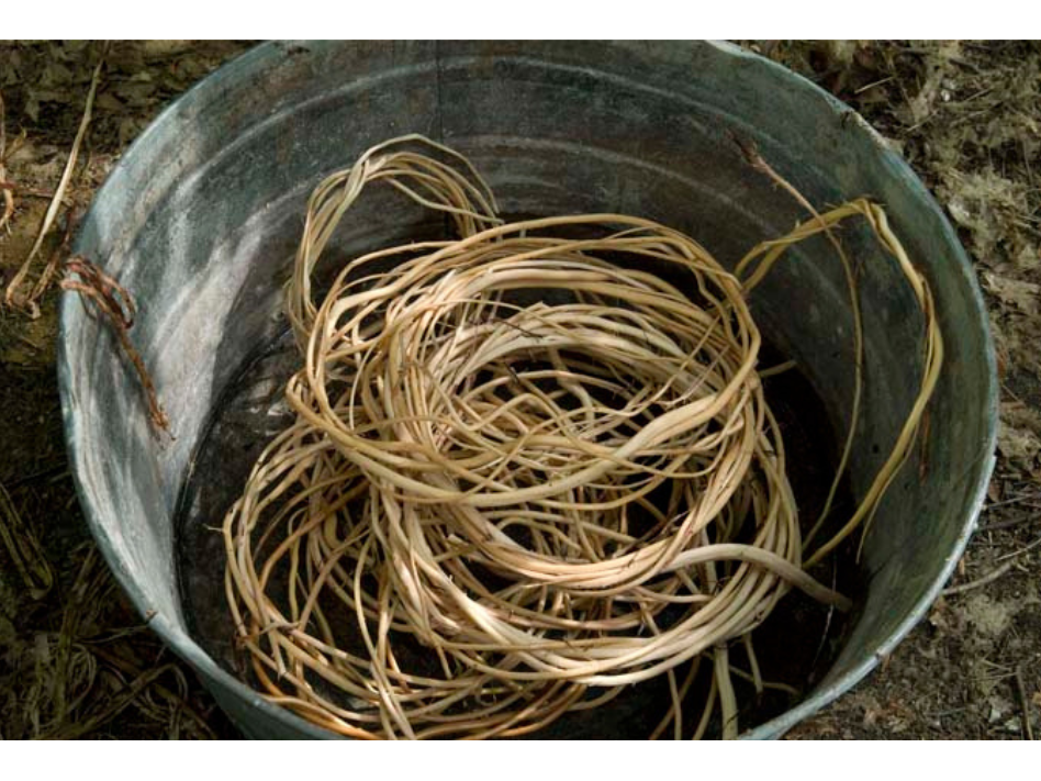 A group of coiled beige roots in a metal bucket.