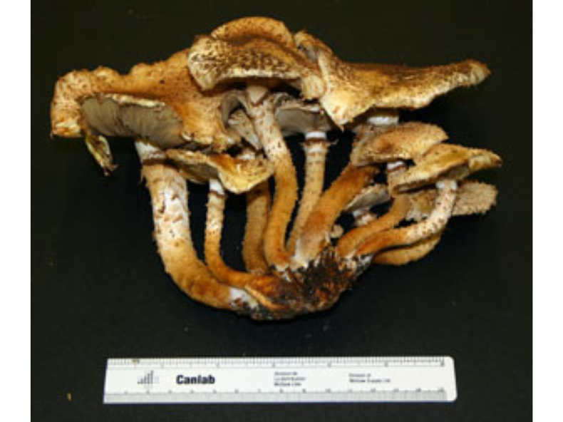 A fresh mushroom specimen, with several caps growing out of a plant with a shared base.