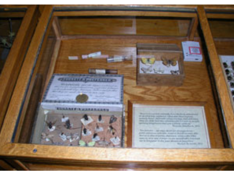 A museum display case featuring a number of insect specimens.
