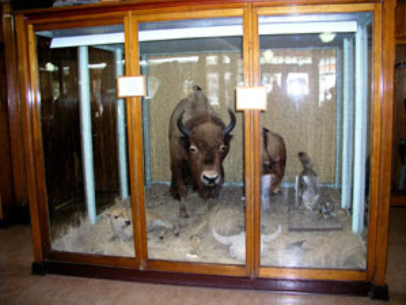 A taxidermized bison and calves in a large squared display case, with a prairie groundscape set up.