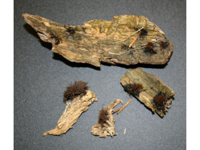 Four pieces of dried mouldy vegetation.