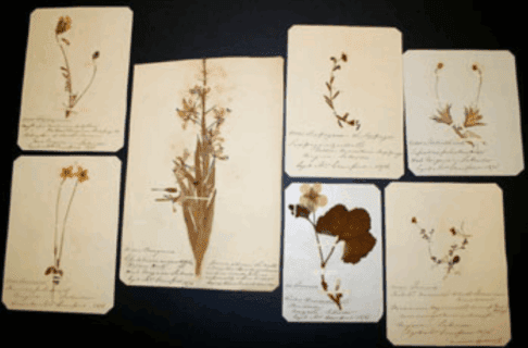 Seven pressed plant specimens.