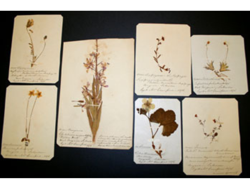 Seven pressed plant specimens.
