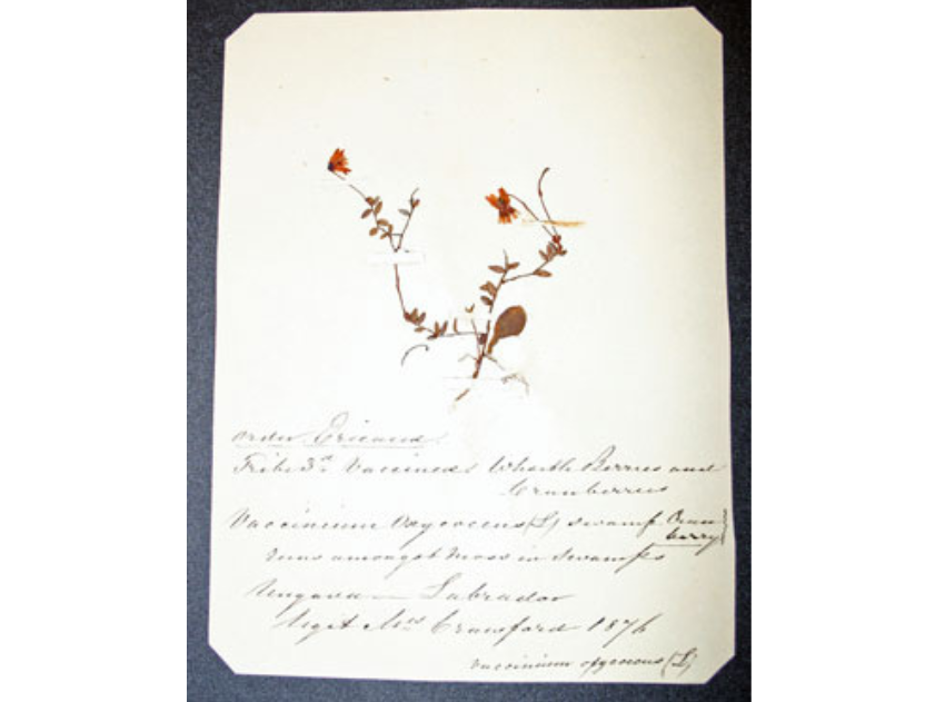 A pressed plant specimen with handwritten details written on the paper below it.