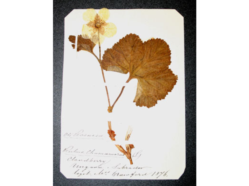 A pressed plant specimen with handwritten details written on the paper below it.