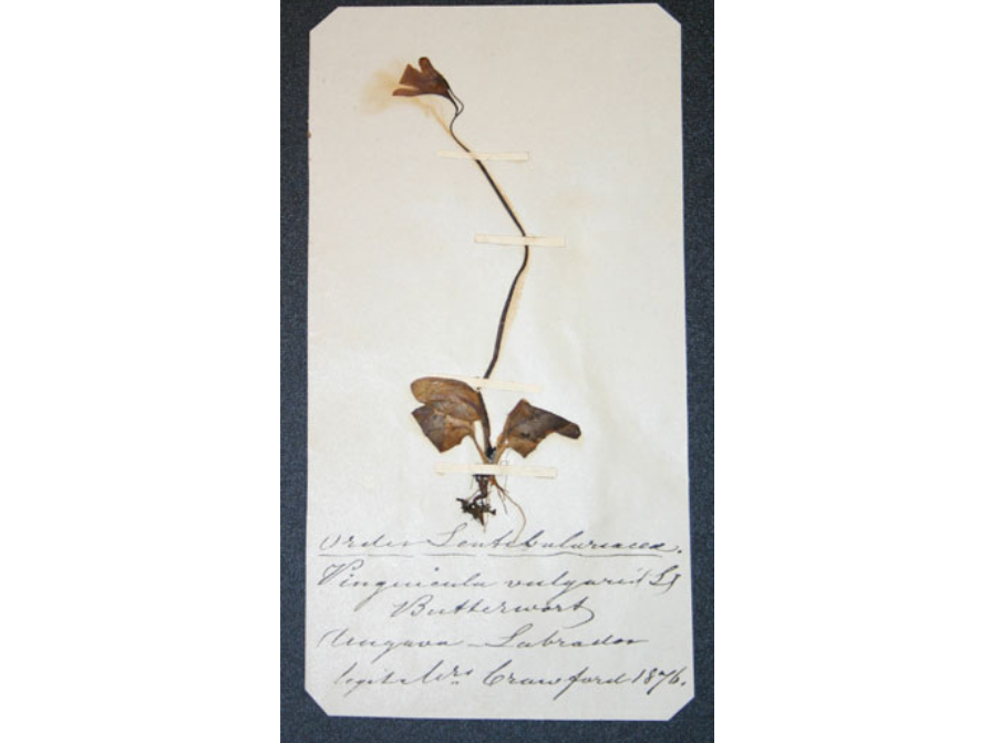 A pressed plant specimen with handwritten details written on the paper below it.