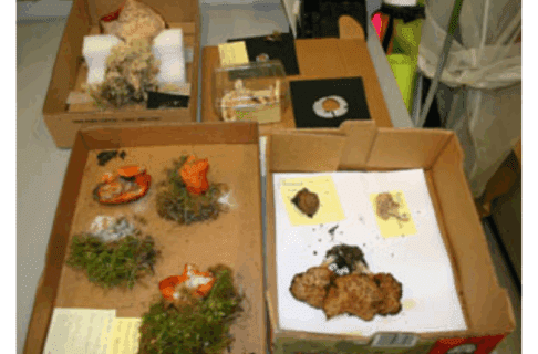 A selection of fungus specimens in various storage containers laid out on a desk.