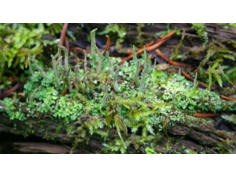 Vibrant green, low-growing lichen with algae growing inside.
