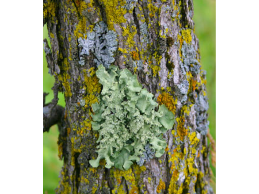 Patches of green, yellow, and silvery lichen growing on a tree trunk.