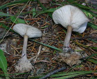 Two mushrooms picked and laying on the ground.