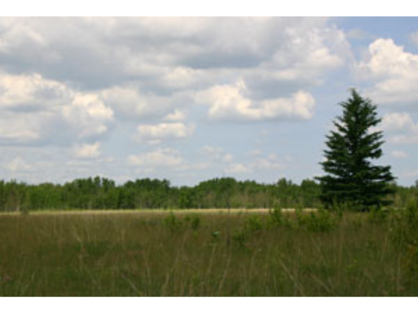 View looking out over a prairie grassland, with a single fir tree in the mid ground, and a tree line in the distance.
