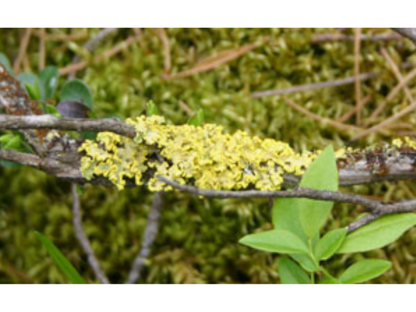 Yellow lichen growing on branches near the ground.