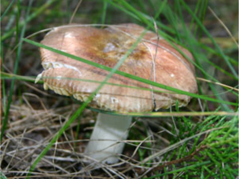 A flat capped mushroom growing in the grass.
