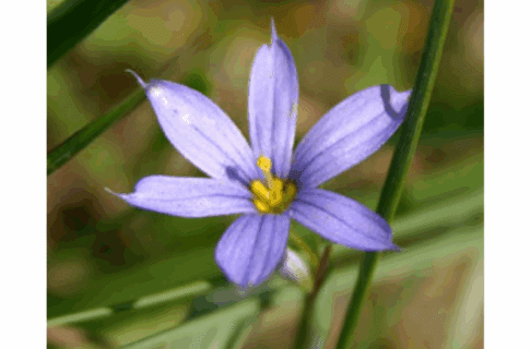 A small, six-petaled purple flower with a yellow centre.