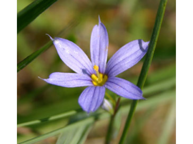 A small, six-petaled purple flower with a yellow centre.