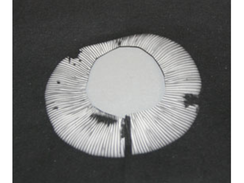 A white mostly circular mushroom spore on a black background.