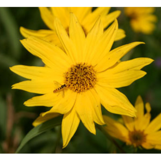 A yellow flower with a small, slender yellow and black Syrphid fly near the centre.
